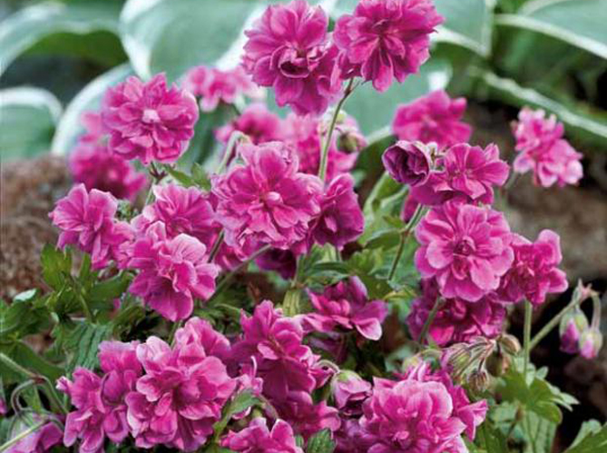 Plantes Cimetière Qui Ne Gèle Pas 5 fleurs pas chères à planter en hiver - Elle Décoration