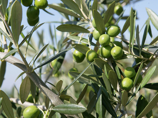 ☑ que planter dans le sud de la france